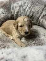 Arrow , a male Bernedoodle for sale in Upper Marlboro, MD – Photo 1 of 2