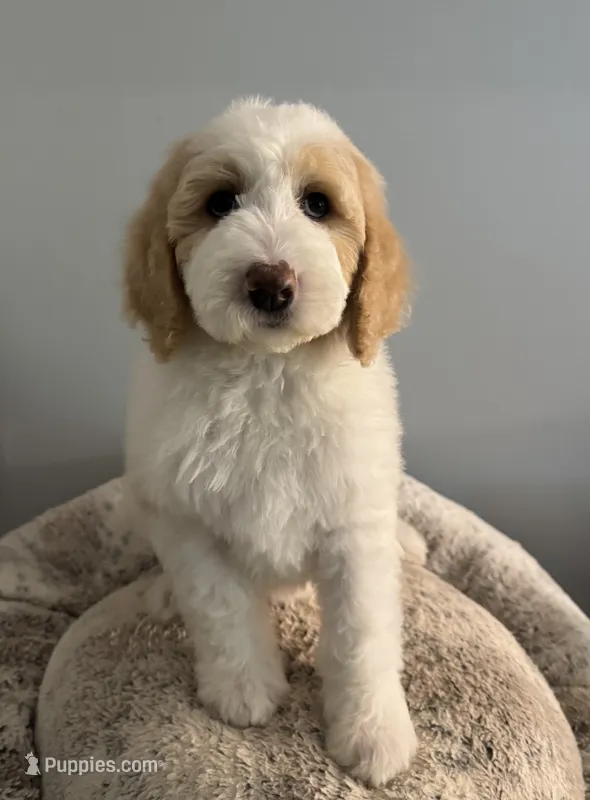 Winter – Bernedoodle puppy for sale in Upper Marlboro, MD