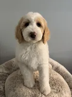 Winter, a female Bernedoodle for sale in Upper Marlboro, MD – 1 of 9