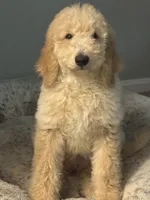 Daisy, a female Bernedoodle for sale in Upper Marlboro, MD – 2 of 10