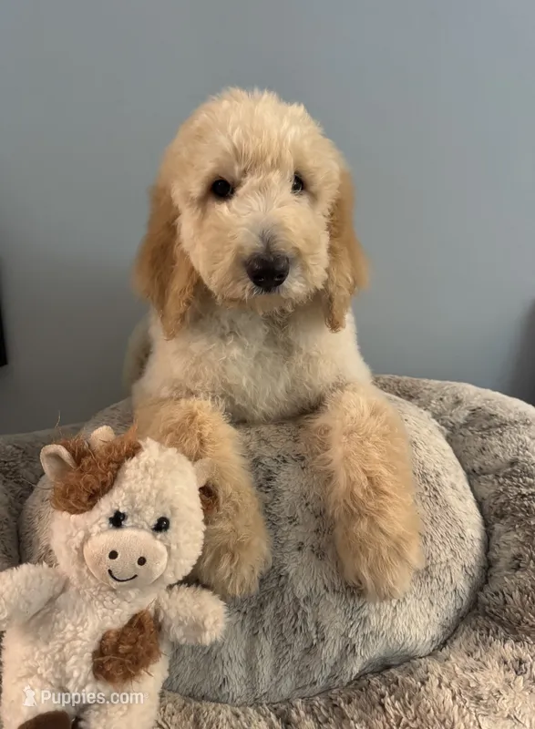Daisy – Bernedoodle puppy for sale in Upper Marlboro, MD