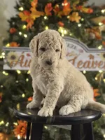 Simba, a male Bernedoodle for sale in Upper Marlboro, MD – 2 of 5