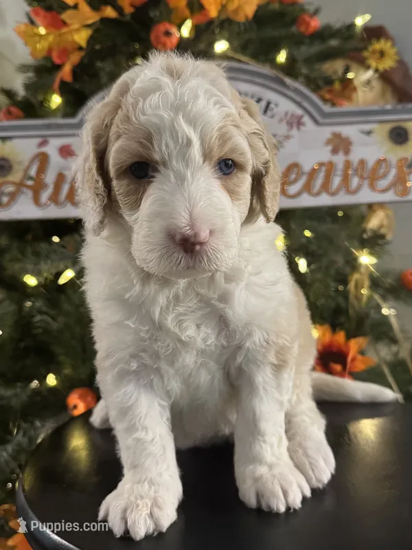 Hazel – Bernedoodle puppy for sale in Upper Marlboro, MD