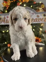 Hazel, a female Bernedoodle for sale in Upper Marlboro, MD – 1 of 6