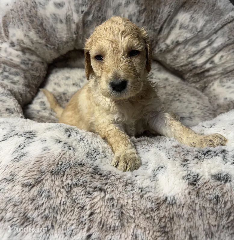 Daisy – Bernedoodle puppy for sale in Upper Marlboro, MD