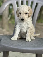 Daisy, a female Bernedoodle for sale in Upper Marlboro, MD – 7 of 9