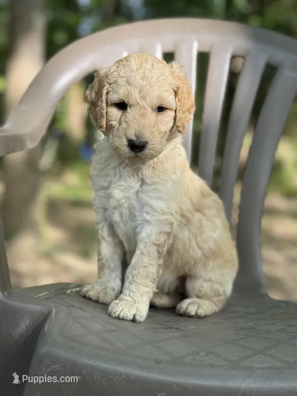 Daisy – Bernedoodle puppy for sale in Upper Marlboro, MD