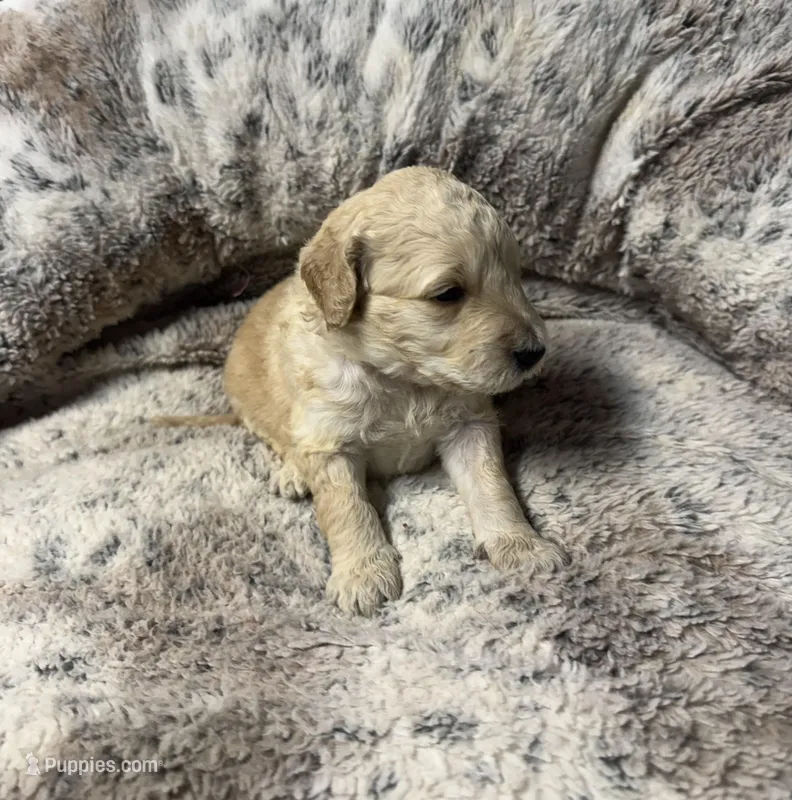 Daisy – Bernedoodle puppy for sale in Upper Marlboro, MD