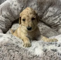 Daisy, a female Bernedoodle for sale in Upper Marlboro, MD – 9 of 9