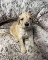 Daisy, a female Bernedoodle for sale in Upper Marlboro, MD – Photo 2 of 2