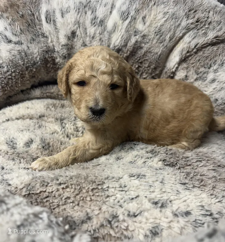 Bella  – Bernedoodle puppy for sale in Upper Marlboro, MD