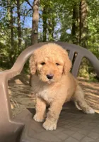 Bella , a female Bernedoodle for sale in Upper Marlboro, MD – 4 of 5
