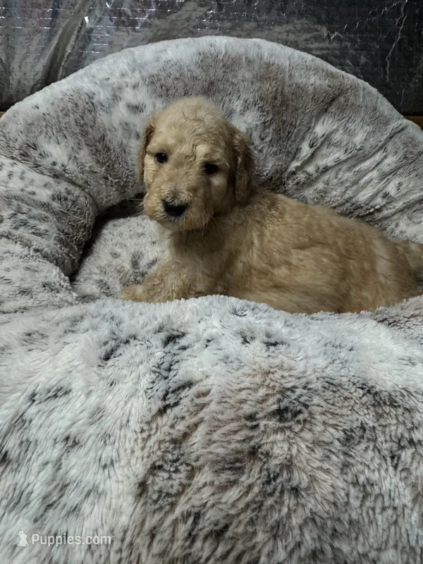 Bella  – Bernedoodle puppy for sale in Upper Marlboro, MD