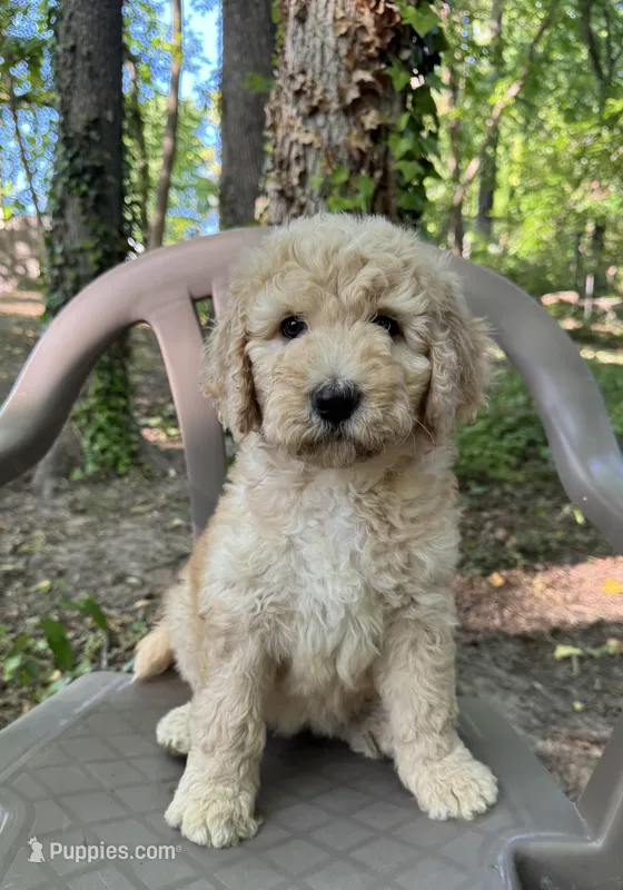 Bella  – Bernedoodle puppy for sale in Upper Marlboro, MD