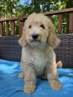Bella , a female Bernedoodle for sale in Upper Marlboro, MD – 2 of 10
