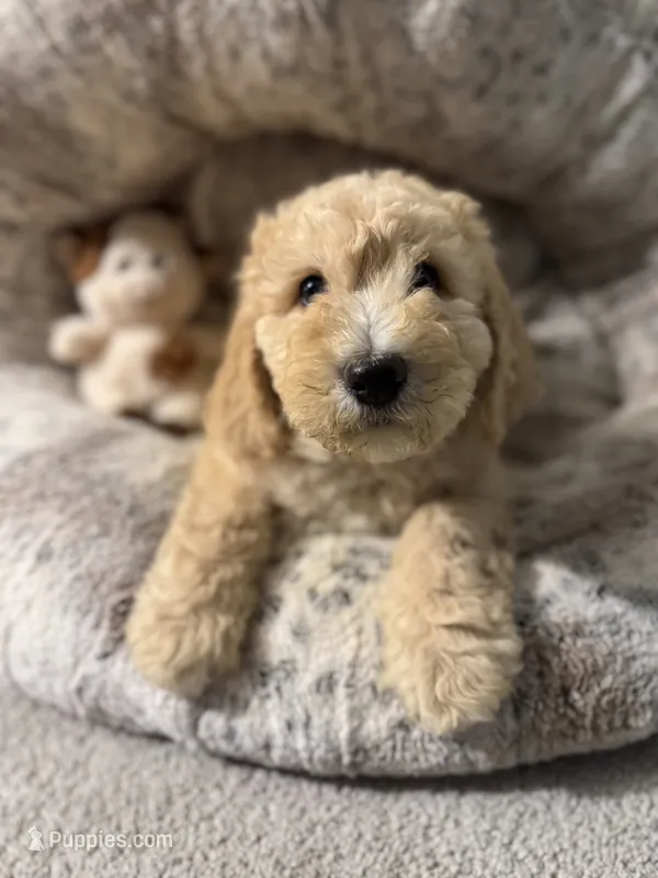 Bella  – Bernedoodle puppy for sale in Upper Marlboro, MD