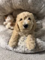 Bella , a female Bernedoodle for sale in Upper Marlboro, MD – 1 of 5