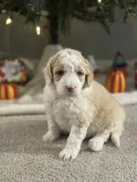 Hazel, a female Bernedoodle for sale in Upper Marlboro, MD – 3 of 6