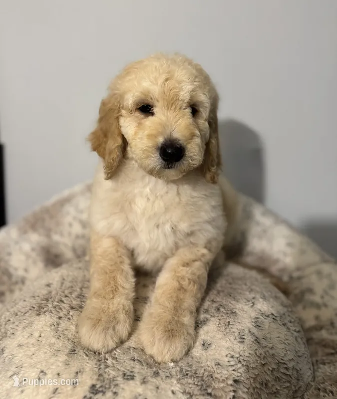 Daisy – Bernedoodle puppy for sale in Upper Marlboro, MD