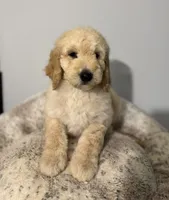 Daisy, a female Bernedoodle for sale in Upper Marlboro, MD – 1 of 9