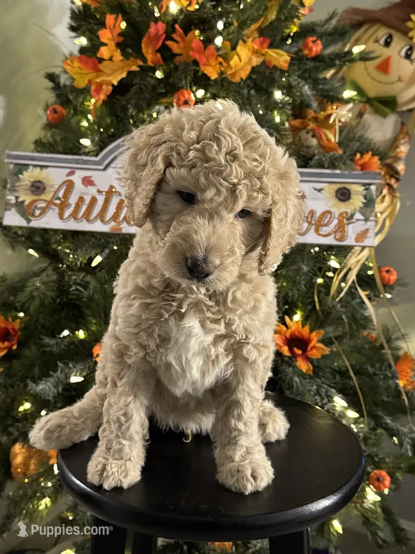 Simba – Bernedoodle puppy for sale in Upper Marlboro, MD