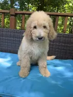 Bella , a female Bernedoodle for sale in Upper Marlboro, MD – 4 of 10
