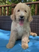 Bella , a female Bernedoodle for sale in Upper Marlboro, MD – 3 of 10