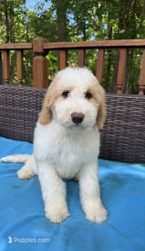 Winter – Bernedoodle puppy for sale in Upper Marlboro, MD