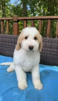 Winter, a female Bernedoodle for sale in Upper Marlboro, MD – 1 of 10