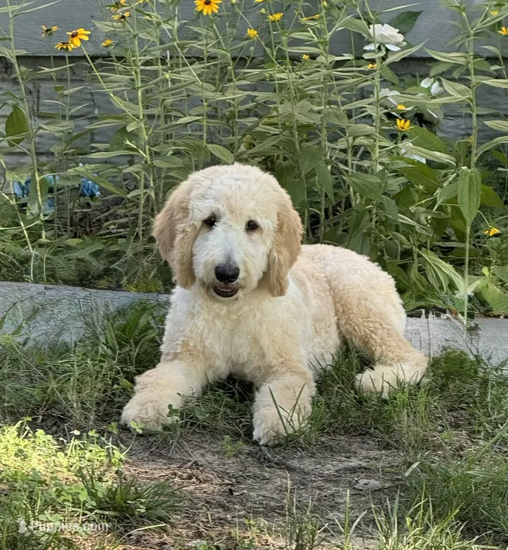 Daisy – Bernedoodle puppy for sale in Upper Marlboro, MD