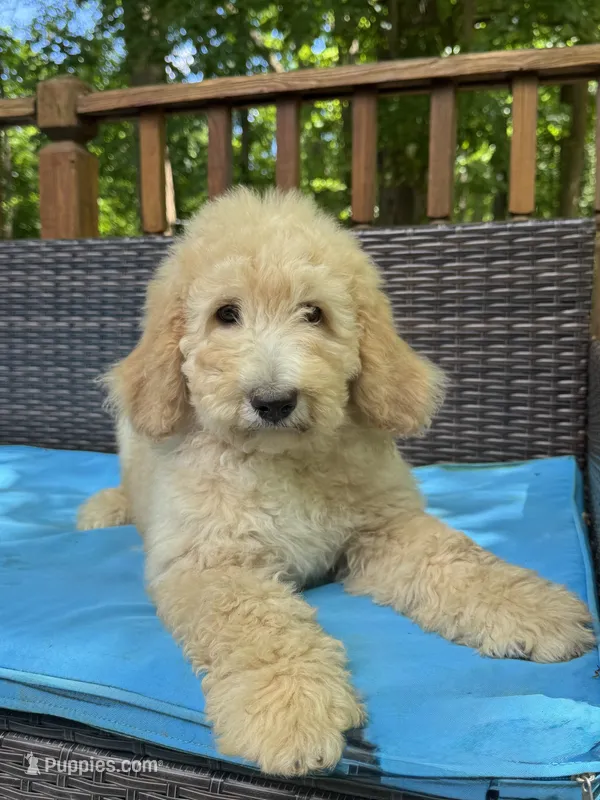 Bella  – Bernedoodle puppy for sale in Upper Marlboro, MD