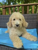 Bella , a female Bernedoodle for sale in Upper Marlboro, MD – 1 of 10