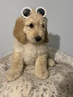 Daisy, a female Bernedoodle for sale in Upper Marlboro, MD – 3 of 9