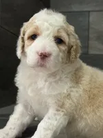 Hazel, a female Bernedoodle for sale in Upper Marlboro, MD – 5 of 6