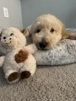 Daisy, a female Bernedoodle for sale in Upper Marlboro, MD – 4 of 10