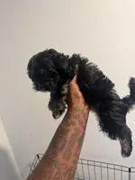 Magic, a male Shih Tzu for sale in Atlanta, GA – 5 of 5