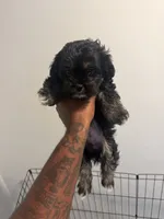 Magic, a male Shih Tzu for sale in Atlanta, GA – 2 of 5