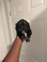 Magic, a male Shih Tzu for sale in Atlanta, GA – 3 of 5