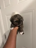 Mocha, a female Shih Tzu for sale in Atlanta, GA – 3 of 5