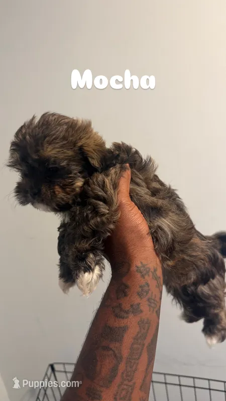 Mocha – Shih Tzu puppy for sale in Atlanta, GA
