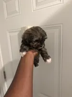 Mocha, a female Shih Tzu for sale in Atlanta, GA – 5 of 5