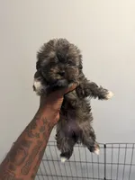 Mocha, a female Shih Tzu for sale in Atlanta, GA – 4 of 5