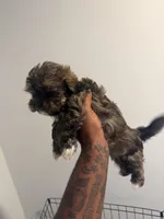 Mocha, a female Shih Tzu for sale in Atlanta, GA – 2 of 5