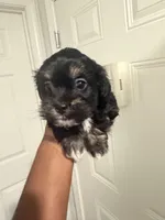 Magic, a male Shih Tzu for sale in Atlanta, GA – 4 of 5