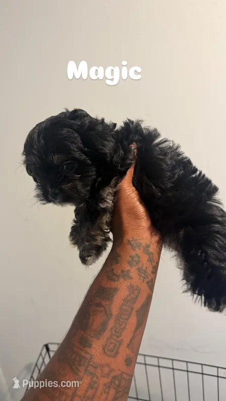 Magic – Shih Tzu puppy for sale in Atlanta, GA