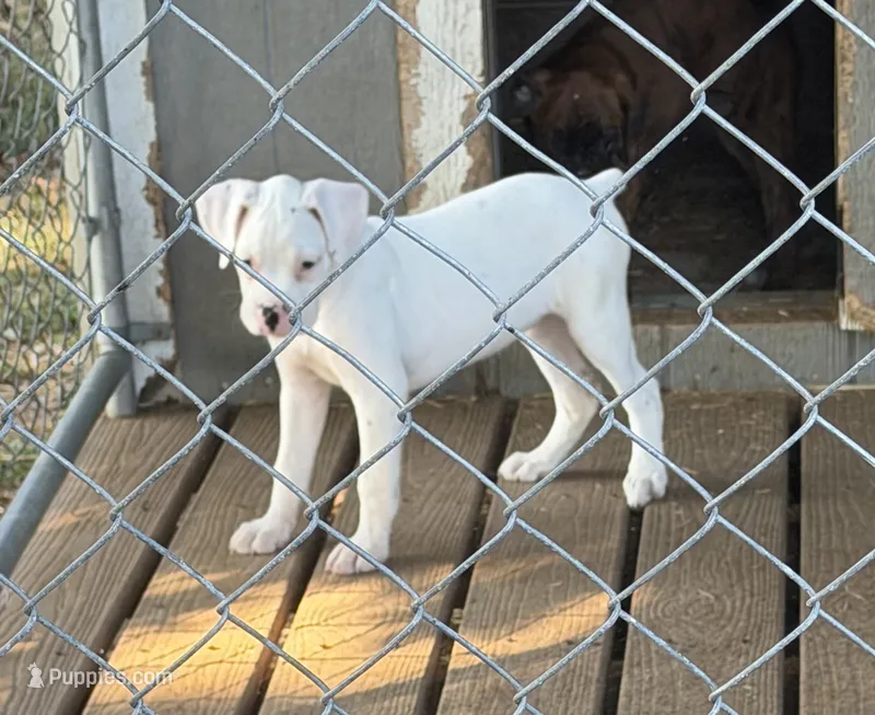 F1 – Boxer puppy for sale in Judsonia, AR