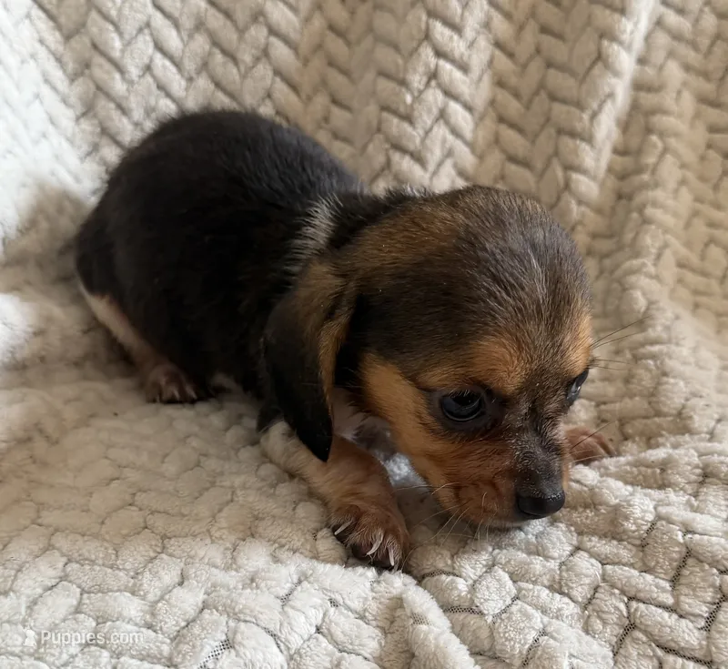 F5, a female Beagle for sale in Judsonia, AR – 1 of 1
