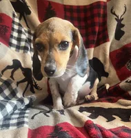 F5, a female Beagle for sale in Judsonia, AR – 2 of 4