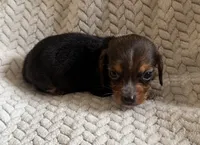 M2, a male Beagle for sale in Judsonia, AR – 1 of 1