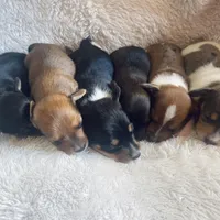 M2, a male Dachshund for sale in Judsonia, AR – Photo 4 of 4